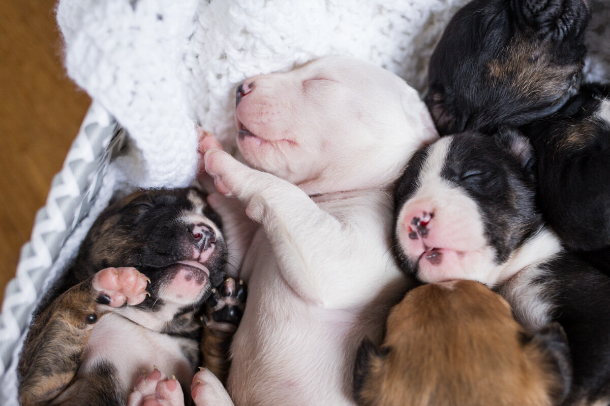 201909_Isaac&Puppies_10.jpg