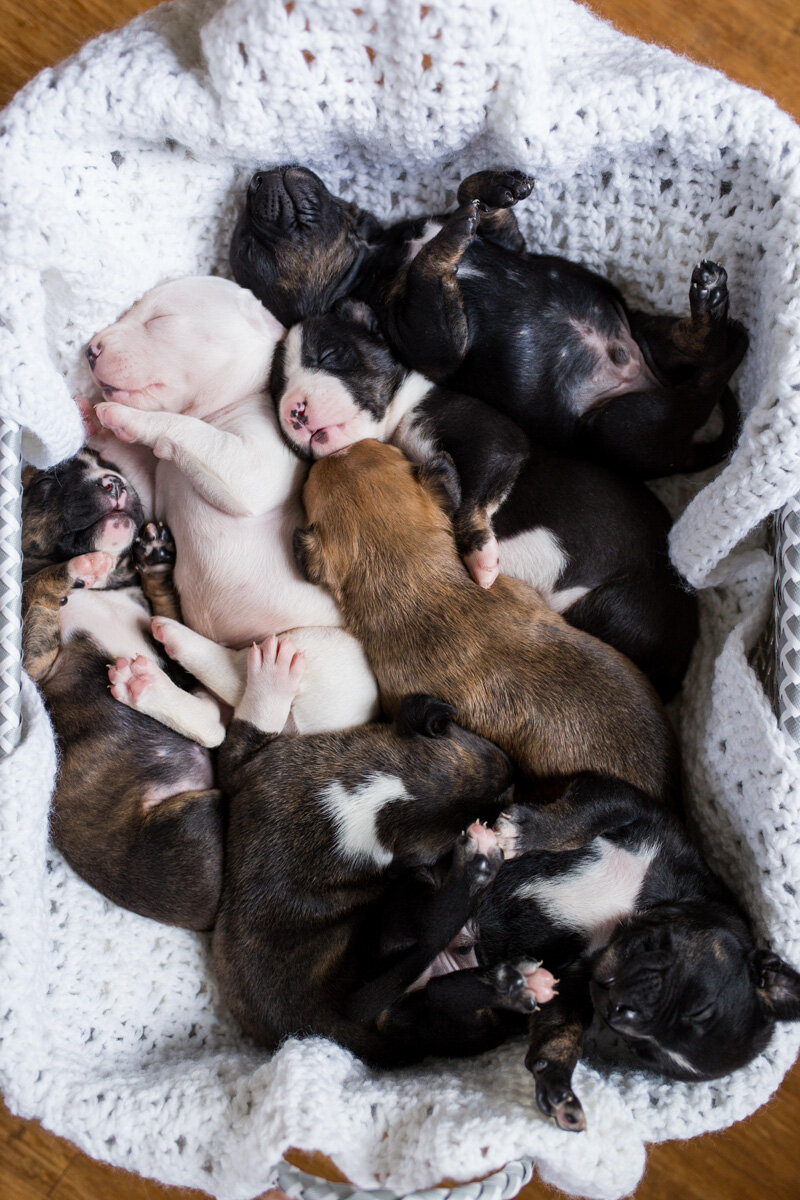 201909_Isaac&Puppies_14.jpg