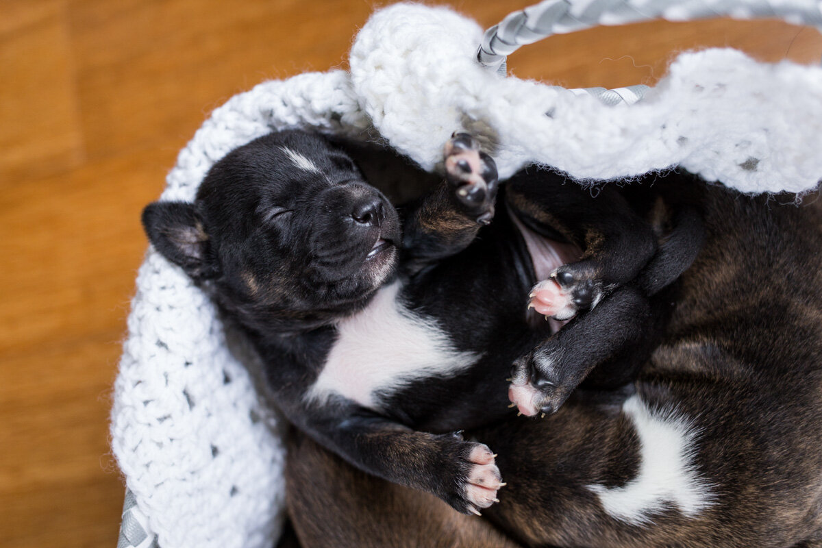 201909_Isaac&Puppies_15.jpg