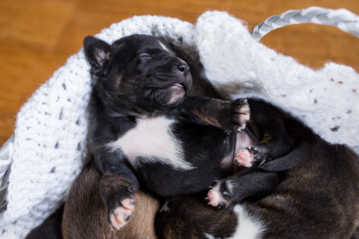 201909_Isaac&Puppies_17.jpg