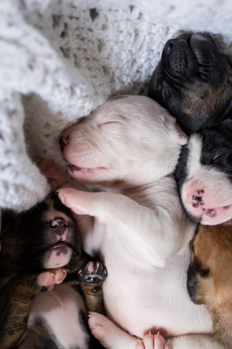 201909_Isaac&Puppies_18.jpg