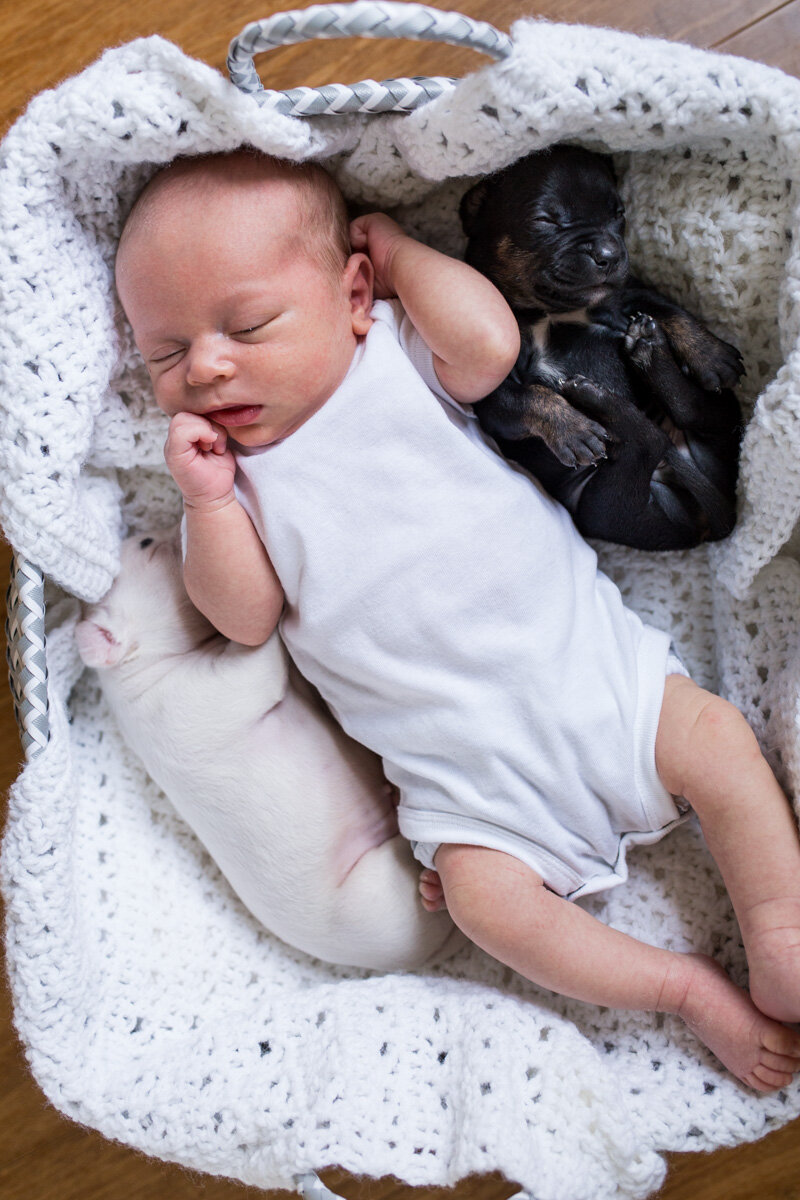 201909_Isaac&Puppies_20.jpg