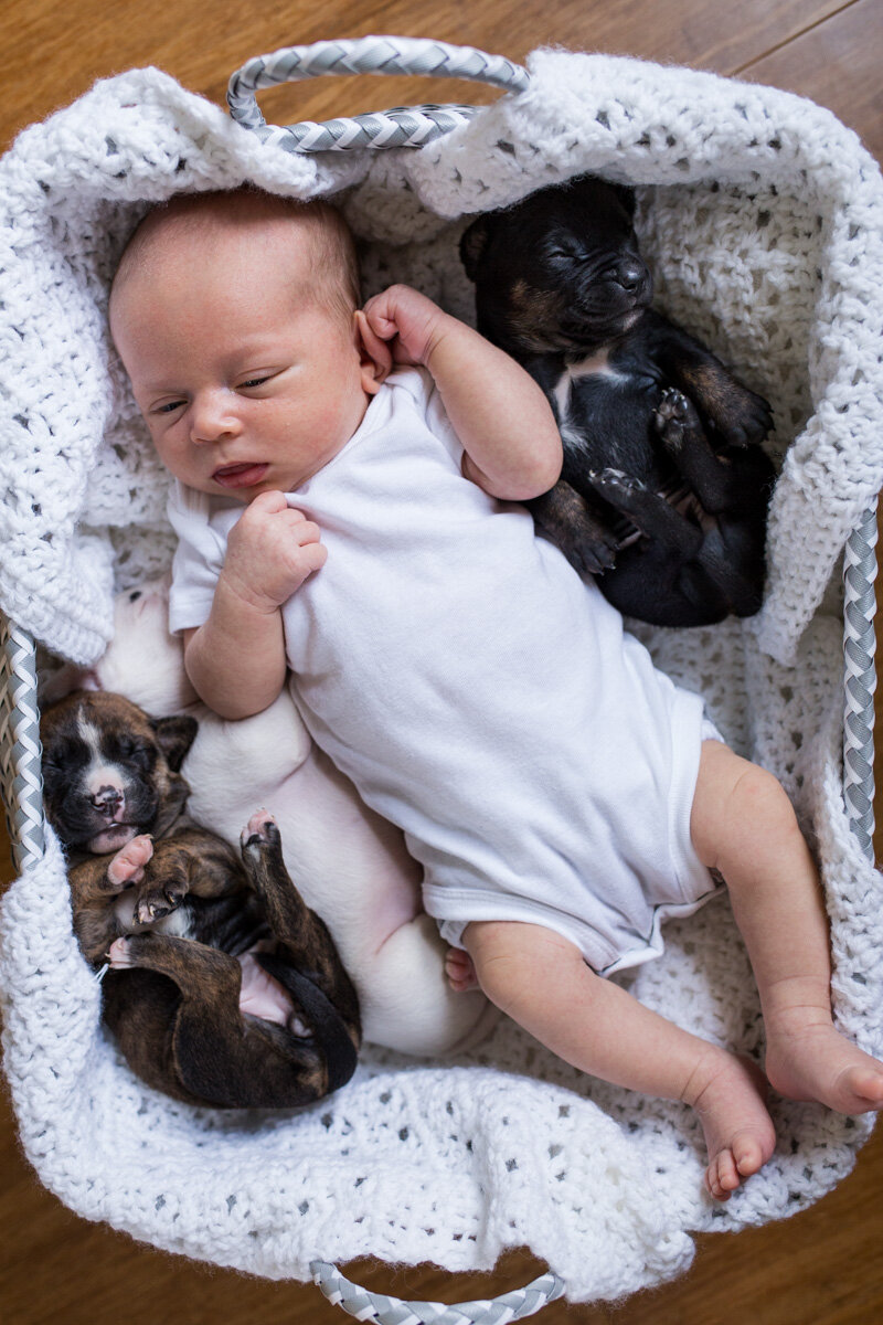 201909_Isaac&Puppies_21.jpg