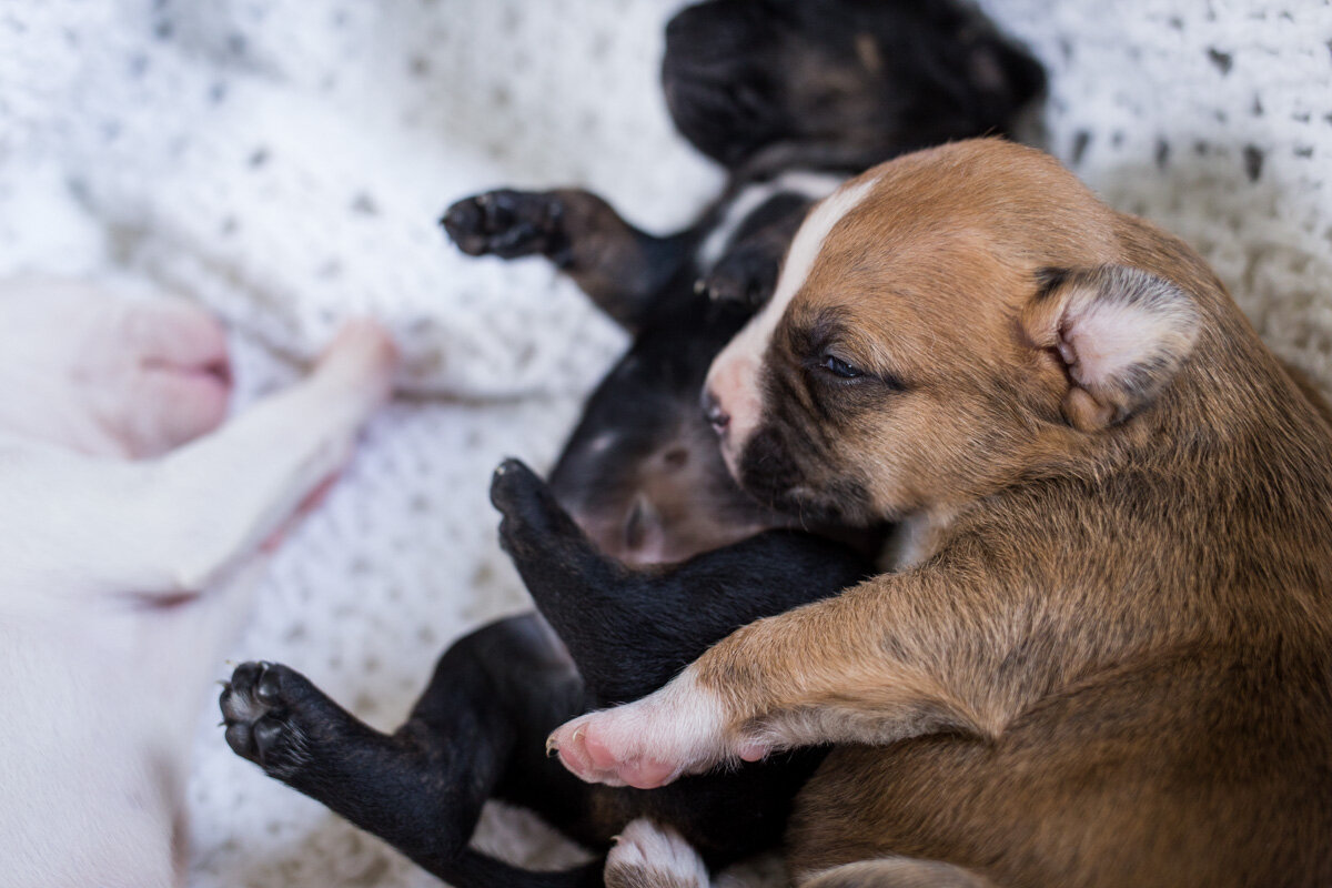 201909_Isaac&Puppies_24.jpg