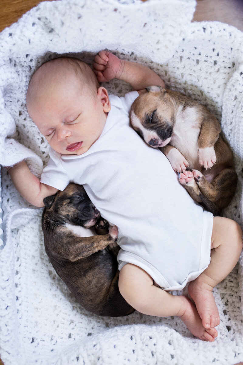 201909_Isaac&Puppies_33.jpg