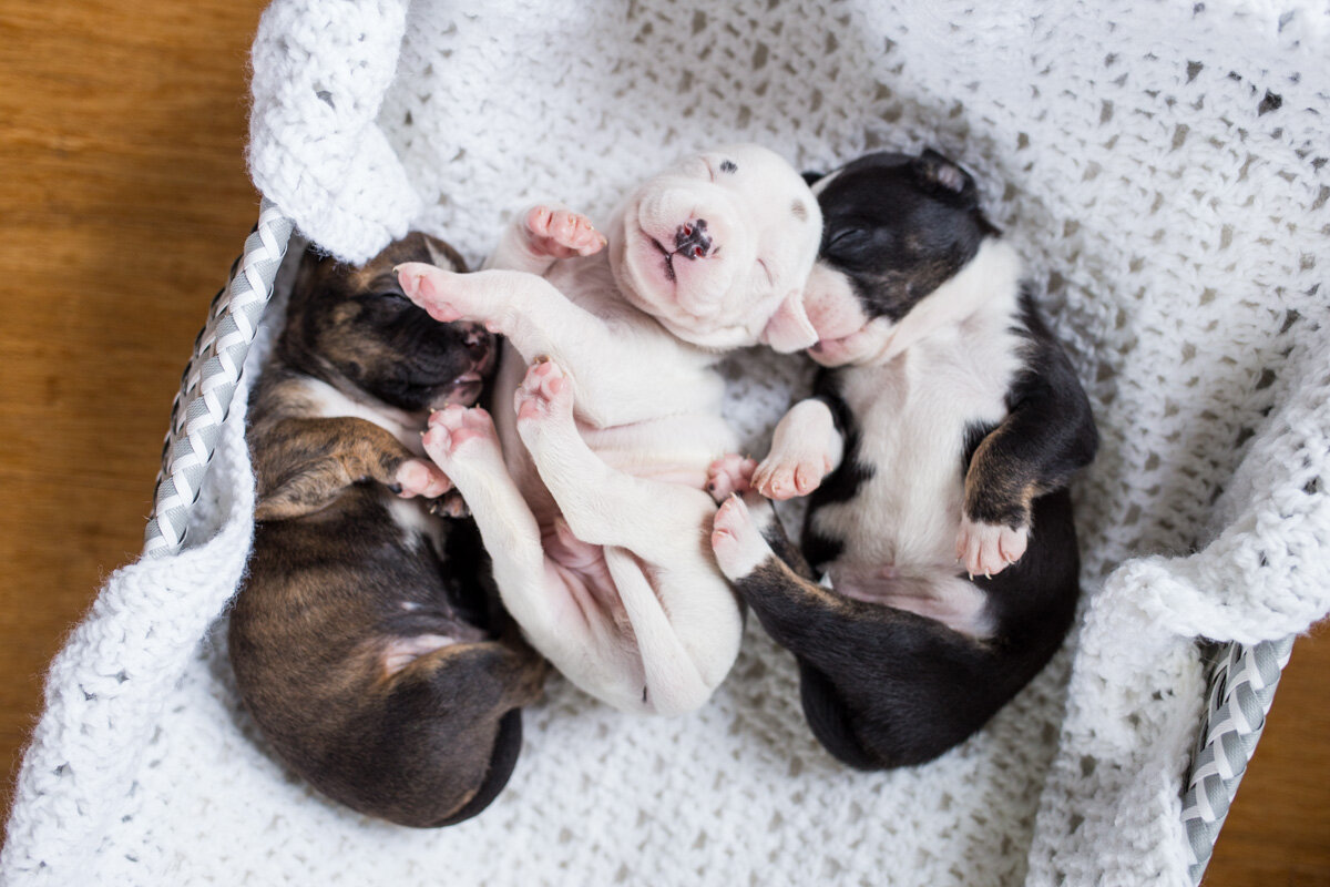201909_Isaac&Puppies_6.jpg