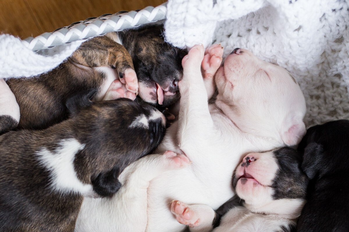 201909_Isaac&Puppies_8.jpg