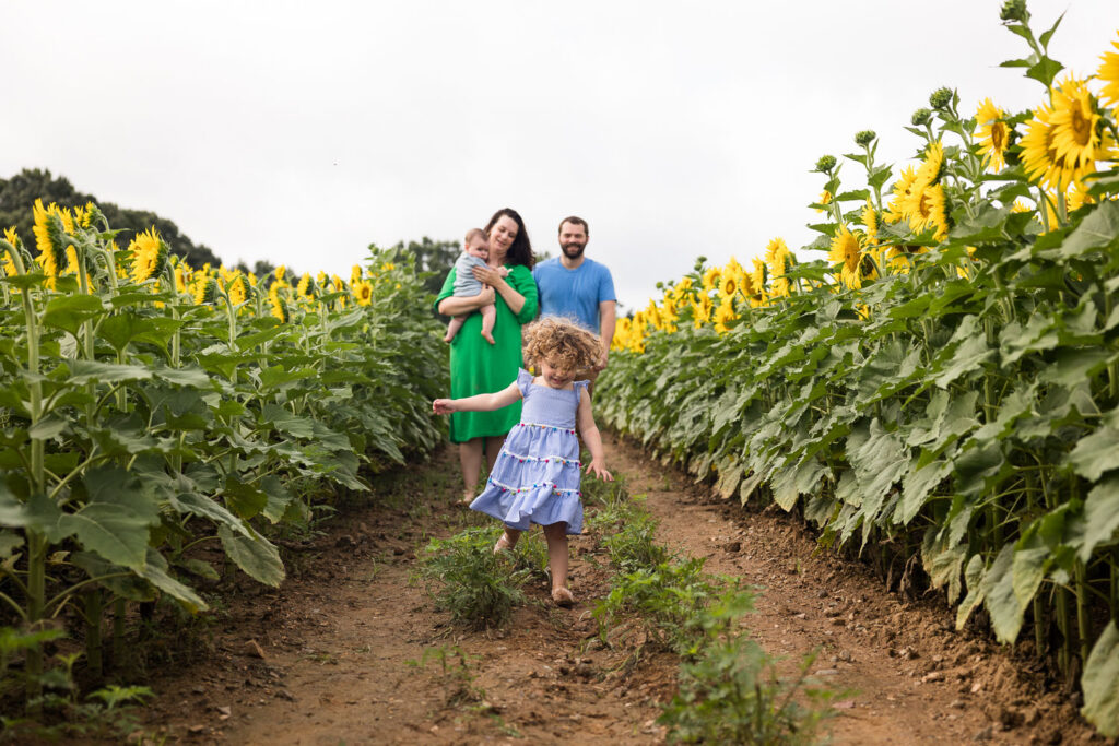 Dorothea Dix Park sunflower field family photo session family of four with toddler and baby, family walks between rows of sunflowers while toddler runs ahead