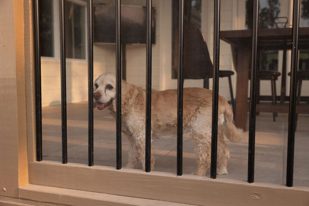 Family dog watching the backyard from behind a black gate inside the screened in porch.
