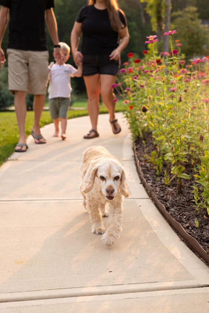 Family walking following behind their dog along the sidewalk beside flowers and greenery.